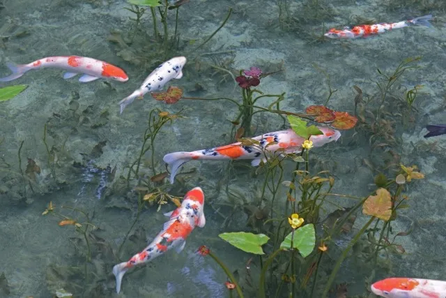 関市片付けでお悩みなら便利屋亀家